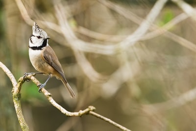 栖息在树枝上的褐鸟的选择性聚焦摄影